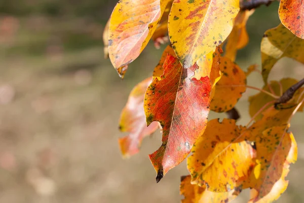 Red and yellow wild pear leaves in October