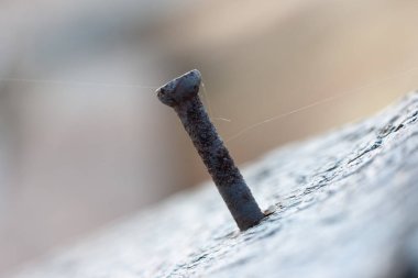 Paslı metal çivi ve beyaz ince örümcek ağı