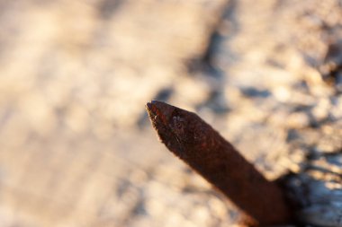 Sarı tahta zemin üzerinde paslı kahverengi çivinin keskin kenarı