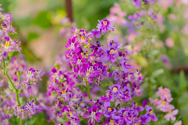 Lobularia Fiore Viola Viola Intenso Molti Piccoli Fiori — Foto Stock