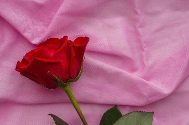Kırmızı gül goncası bir pastel pembe Pamuk Kumaş yatıyor. Sevgililer günü, anneler günü, Bayan gün kavramı
