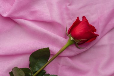 Kırmızı gül goncası bir pastel pembe Pamuk Kumaş yatıyor. Sevgililer günü, anneler günü, Bayan gün kavramı