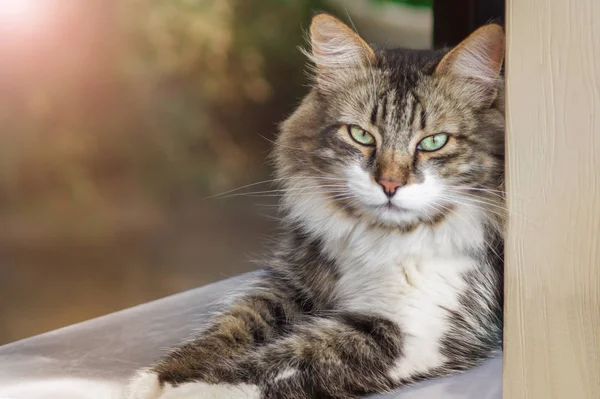 Портрет красивого трьохкольорового кота з зеленими очима. Літня фотографія, кіт лежить і дивиться в обличчя. Гордий підшипник — стокове фото