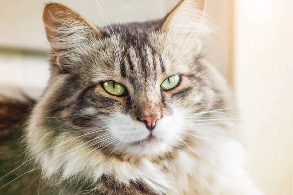 Retrato de um belo gato de três cores com olhos verdes e pele longa. Fechar, foco suave — Fotografia de Stock