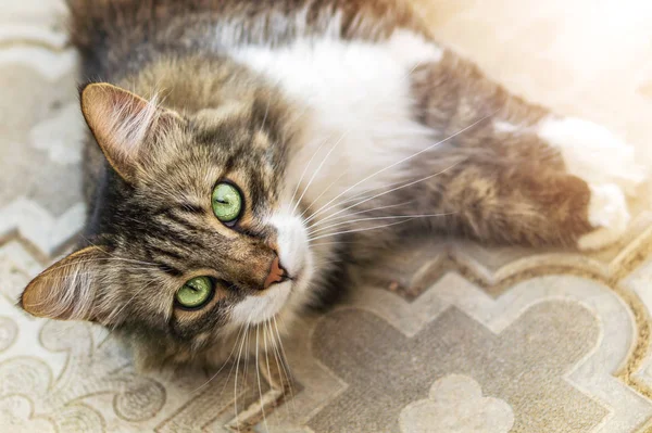 Retrato de um belo gato de três cores com lã longa e olhos verdes. Foto de verão. O gato jaz em blocos de pedra de jardim e olha no rosto. Humor lúdico — Fotografia de Stock