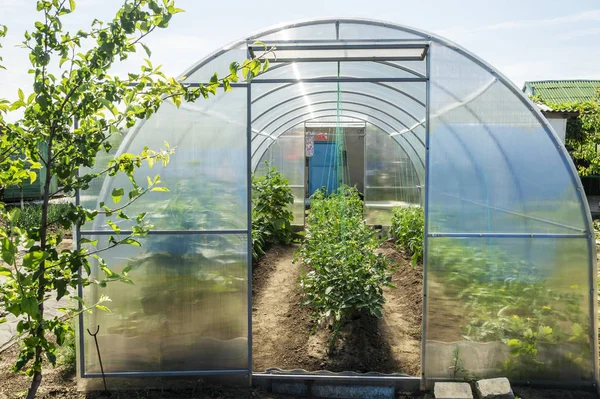 The small greenhouse in a garden with the grown-up tomatoes, cucumbers and sweet pepper. Conception of healthy food and eco products