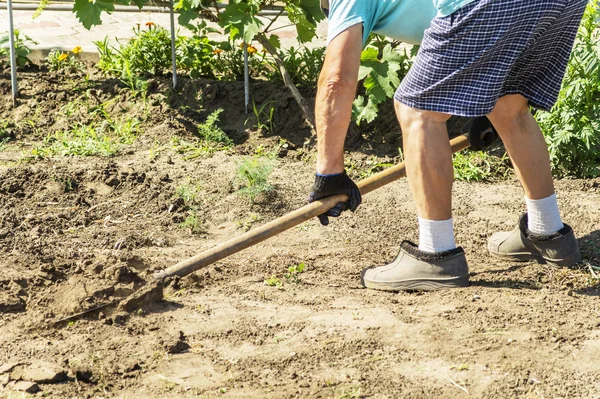 Una pala en el acto de cavar en el suelo. Granjero senior en botas de goma excavando en el jardín con pala. Trabajando las manos cavando el césped viejo. Concepto agrícola — Foto de Stock