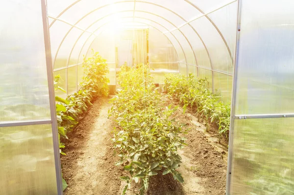 Yaz aylarında bahçede yeni modern küçük sera. Bir serada domates bitkileri Satırlar — Stok fotoğraf
