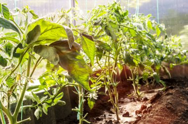 Serada domatesler. Seranın sıralarına domates bağladım. Domates tohumları. Serada domates yetiştiriyor.