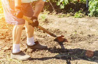 Lastik çizmeler içinde kıdemli çiftçi Spade ile bahçede kazma. Toprağı kazmak için bir rol. Çalışma elleri eski çim kazmak. Tarım konsepti