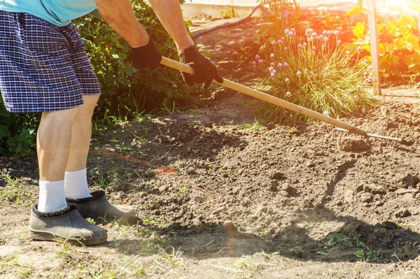 Agricultor sênior em botas de borracha cavando no jardim com ancinho. Um ancinho no ato de cavar no solo. Mãos a trabalhar a escavar relva velha. Conceito de agricultura — Fotografia de Stock