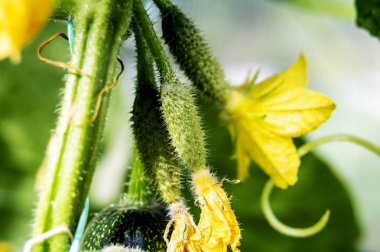 Büyüme ve sera salatalık çiçeklenme, organik gıda büyüyen. Serada şube üzerinde genç çiçekli salatalık. Sarı çiçekler ile bitki. Juicy taze salatalık yakın çekim makro. Seçici odak
