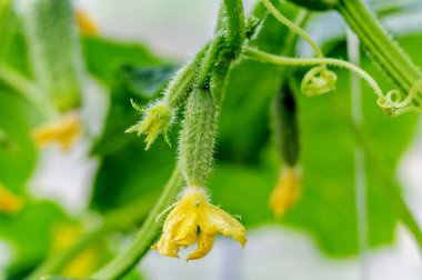 Büyüme ve sera salatalık çiçeklenme, organik gıda büyüyen. Serada şube üzerinde genç çiçekli salatalık. Sarı çiçekler ile bitki. Juicy taze salatalık yakın çekim makro
