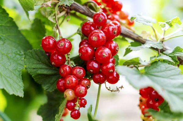 Red currant grows on a bush in garden. Ripe red currant close-up as background. Harvest the ripe berries of red currant. Bunch of red currant on a branch. Nature concept. A place for your inscription — Stock Photo, Image