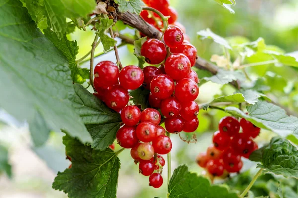 Red currant grows on a bush in garden. Ripe red currant close-up as background. Harvest the ripe berries of red currant. Bunch of red currant on a branch. Nature concept. A place for your inscription