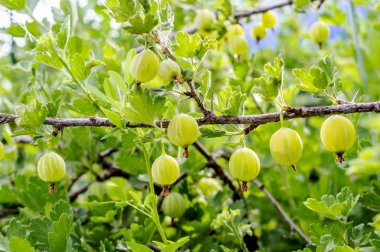 Taze yeşil bektaşi üzümü. Bektaşi üzümü bir dalı üzerinde organik çilek closeup büyüyen. Meyve bahçesinde olgun bektaşi üzümü