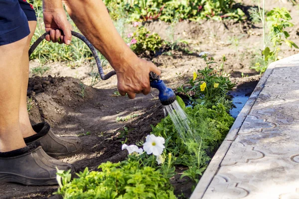 Старший садовник поливает свежие растения в садовом ложе для повышения роста с душевым поливочным пистолетом. Органическое садоводство, здоровое питание, питание и диета, самообеспечение и домашнее хозяйство — стоковое фото