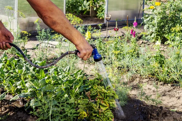 Старший садовник поливает свежие растения в садовом ложе для повышения роста с душевым поливочным пистолетом. Органическое садоводство, здоровое питание, питание и диета, самообеспечение и домашнее хозяйство — стоковое фото