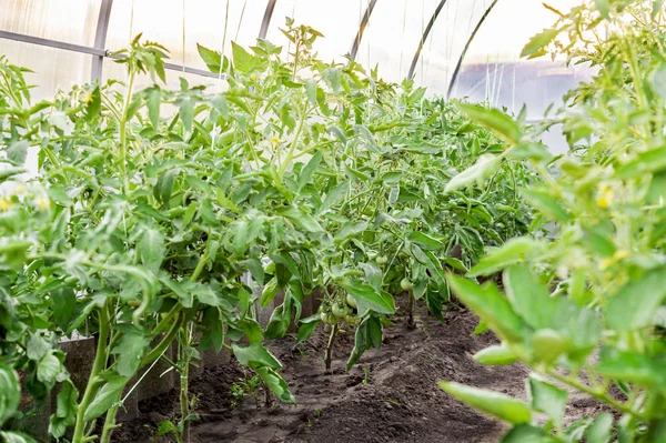 Domatesler serada sap asarak olgunlaşan. Tarım kavramı ve domates ve otlar endüstriyel ekimi — Stok fotoğraf