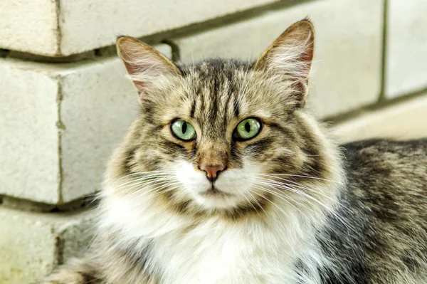 Retrato de um belo gato de três cores com olhos verdes e pele longa observando você e esperando por carícia. Perto. Foco suave — Fotografia de Stock