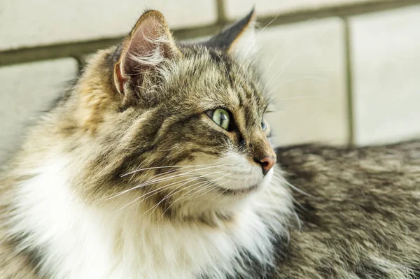 Retrato de um belo gato de três cores com olhos verdes e pele longa observando você e esperando por carícia. Perto. Foco suave — Fotografia de Stock