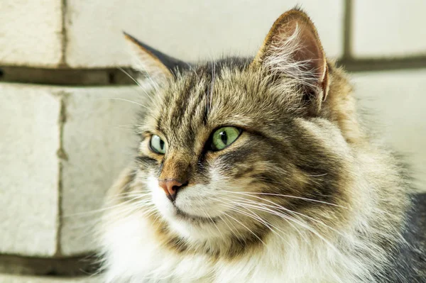 Портрет красивого трьохкольорового кота з зеленими очима і довгим хутром, який спостерігає за вами і чекає ласки. Близько. М'який фокус — стокове фото