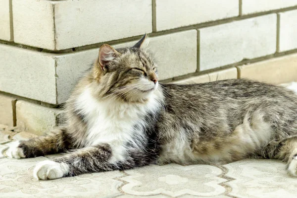 O retrato de um belo gato de três cores com pêlo longo está em uma telha e relaxa com os olhos fechados. Perto. Foco suave — Fotografia de Stock