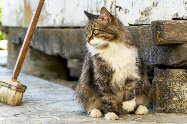 Het portret van een mooie driekleurige kat met groene ogen en lange vacht zittend op een tegel op een achtergrond van oud huis. Rustieke stijl. Sluiten. Zachte focus — Stockfoto