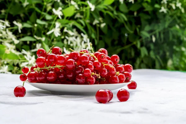 Le groseille rouge frais sur une assiette blanche se tient sur une table avec une nappe blanche sur le fond de fleurs floues. Récolte fraîche de cette année. Concept d'aliments sains, vitamine C. Copier l'espace — Photo