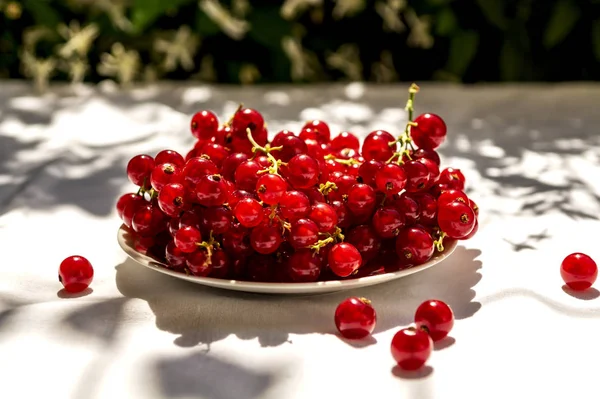 Le groseille rouge frais sur une assiette blanche se tient sur une table avec une nappe blanche sur le fond de fleurs floues. Récolte fraîche de cette année. Concept d'aliments sains, vitamine C. Copier l'espace — Photo