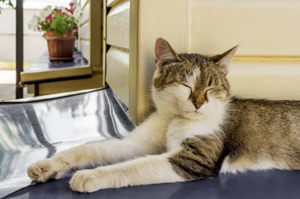 O retrato de uma bela gata fêmea de três cores está em um dossel de metal em casa e relaxa com os olhos fechados. Perto. Foco suave — Fotografia de Stock