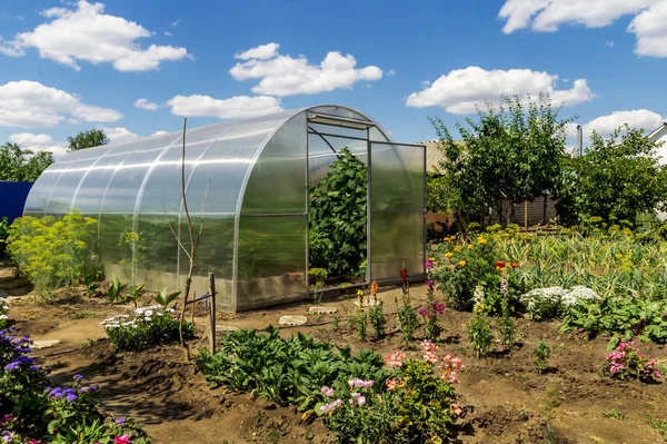 Conception of gardening, healthy food and eco products. The greenhouse with growing cucumbers in the garden with flowers and vegetables on a sunny summer day on the backdrop of blue sky with clouds