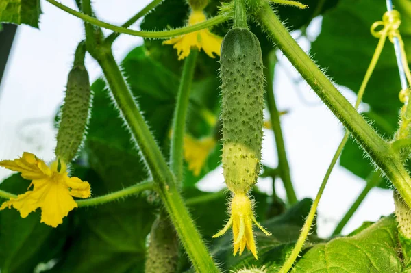 Growing and blooming juicy and fresh cucumbers in the greenhouse. Conception of gardening, organic healthy, eco food and vegetable diet. Close-up, macro