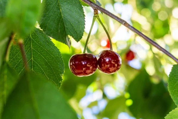 Délicieuses cerises juteuses suspendues sur une branche. Défocalise l'image rêveuse de la nature estivale. Couple de cerises idéalement assorties comme un symbole de couple parfait. Conception de l'amour et des relations amoureuses — Photo