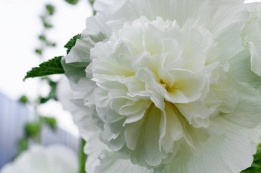 Alcea Rosea, a double form in white. They are popular garden ornamental plant. Also comonly known as Hollyhock. Close up of blooming hollyhock flower. Macro clipart