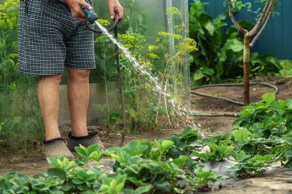 Un jardinero mayor regando jóvenes arbustos de fresa en un jardín para impulsar el crecimiento con pistola de riego ducha. Jardinería ecológica, alimentación saludable, nutrición y dieta, autoabastecimiento y concepto de trabajo doméstico — Foto de Stock