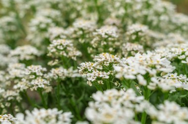 Küre candytuft veya Iberis umbellata alan çiçeklenme. Bokeh etkisi ile güneş tarafından parlayan çiçeklerbulanık yumuşak yaz arka plan. Kurulum ve tasarım için arka plan yaratıcı duvar kağıdı