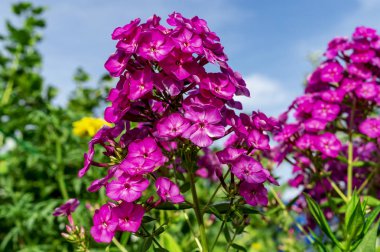 Phlox paniculata veya Garden phlox yaz günü mavi gökyüzünün arka planında çiçeklenme. Yaz geçmişi. Çiçek Deseni