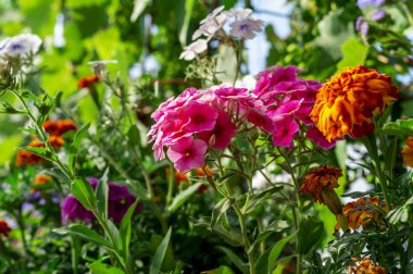 Phlox paniculata veya Garden phlox çiçekleri. Bahçede çiçekleryaz arka plan. Kurulum ve tasarım için arka plan yaratıcı duvar kağıdı