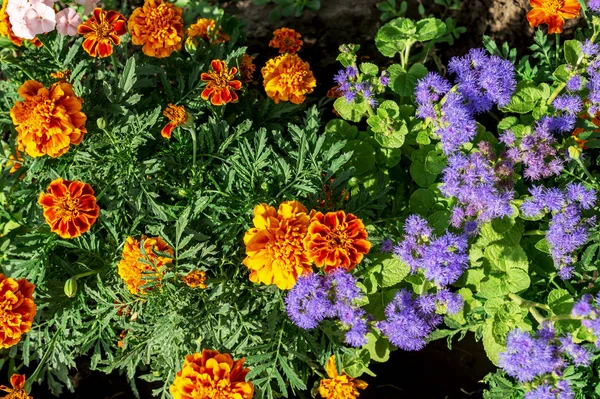 Красивые цветы разных цветов синий Ageratum, Tagetes Marigolds растут вдоль пути дома. Концепция садоводства и декора домашних садов — стоковое фото