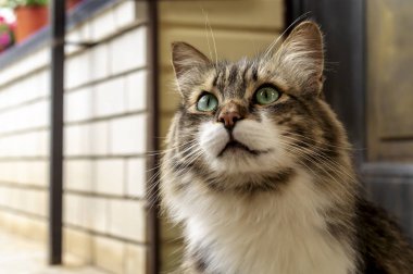 Yeşil gözlü ve uzun kürklü üç renkli güzel bir kediportresi sizi izliyor ve okşamayı bekliyor. Yakın çekim