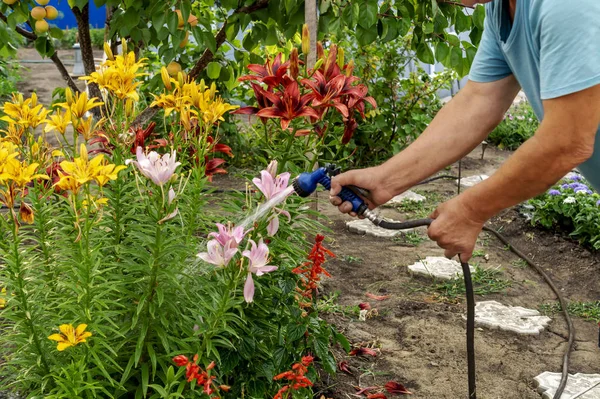 Un jardinero mayor regando flores de lirio en una cama de jardín para impulsar el crecimiento con pistola de riego ducha. Jardinería ecológica, autoabastecimiento y concepto de trabajo doméstico — Foto de Stock