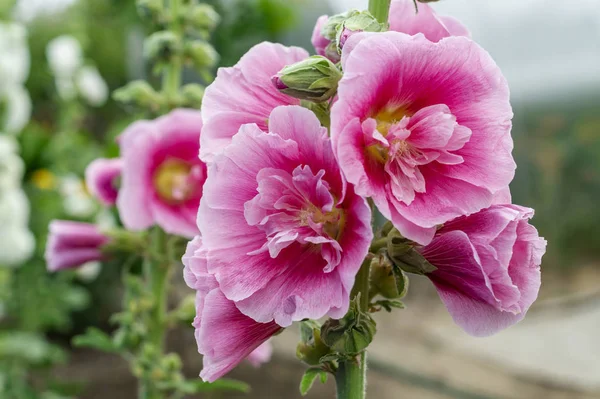 Alcea Rosea, una forma doble en rosa. Son plantas ornamentales de jardín populares. También conocido como Hollyhock. Primer plano de flores de hollyhock florecientes en el jardín —  Fotos de Stock