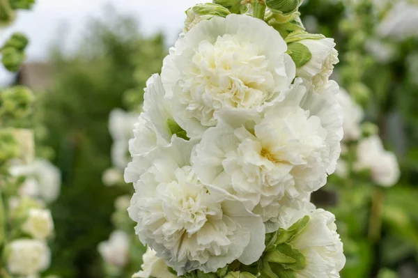 Αλσέα Ροπόντου, μια διπλή μορφή σε λευκό. Είναι δημοφιλής Κήπος καλλωπιστικό φυτό. Επίσης γνωστός ως Χόλιχχοκ. Κοντά στα ανθισμένα λουλούδια στον κήπο — Φωτογραφία Αρχείου