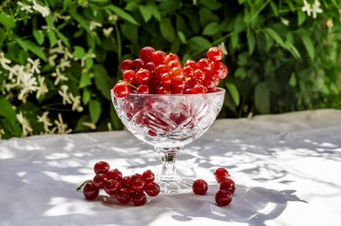 Bulanık çiçeklerin arka planda beyaz bir bez ile bir masa üzerinde kristal cam standıtaze kırmızı frenk üzümü. Bu yılın taze hasadı. Sağlıklı gıda kavramı, C vitamini. Metniniz için kopya alanı