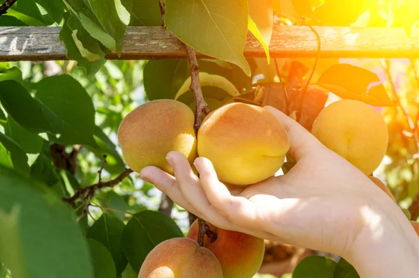 Fresh harvest of ripe apricots. Child hand is going to get down ripe apricot from the branch. Apricots in the hands. Concept of summer harvest, nature, organic food and gardening, vitamins