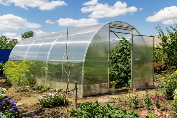 Conception of gardening, healthy food and eco products. The small greenhouse with growing tomatoes and cucumbers in the garden on a sunny summer day on the backdrop of blue sky with clouds