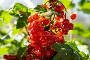 Dalında kırmızı frenk üzümü ve yağmurdan sonra damlalar. Arka plan olarak olgun kırmızı frenk üzümü. Doğa, organik gıda ve bahçıvanlık kavramı. Metnin için bir kopya alanı
