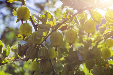 Güneş ışığı ile bahçede olgun taze yeşil bektaşi üzümü. Gooseberry çalı bir dalı üzerinde yağmurdan sonra su damlaları ile yakın çekim organik çilek büyüyen. Doğa kavramı, organik gıda ve bahçe