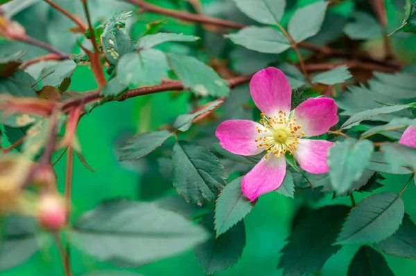 Dzika róża Rosa glauca. Gatunki roślin należące do rodziny Dogrose rodziny Rosaceae. Zbliżenie kwitnienia Rosa glauca w ogrodzie domku. Piękna natura lato tło — Zdjęcie stockowe